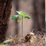 Award to top performing BSc Forest and Natural Resource Sciences student