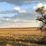 Planting trees to fight climate change? Think again