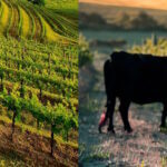 Study on regenerative wine farming takes bull by the horns