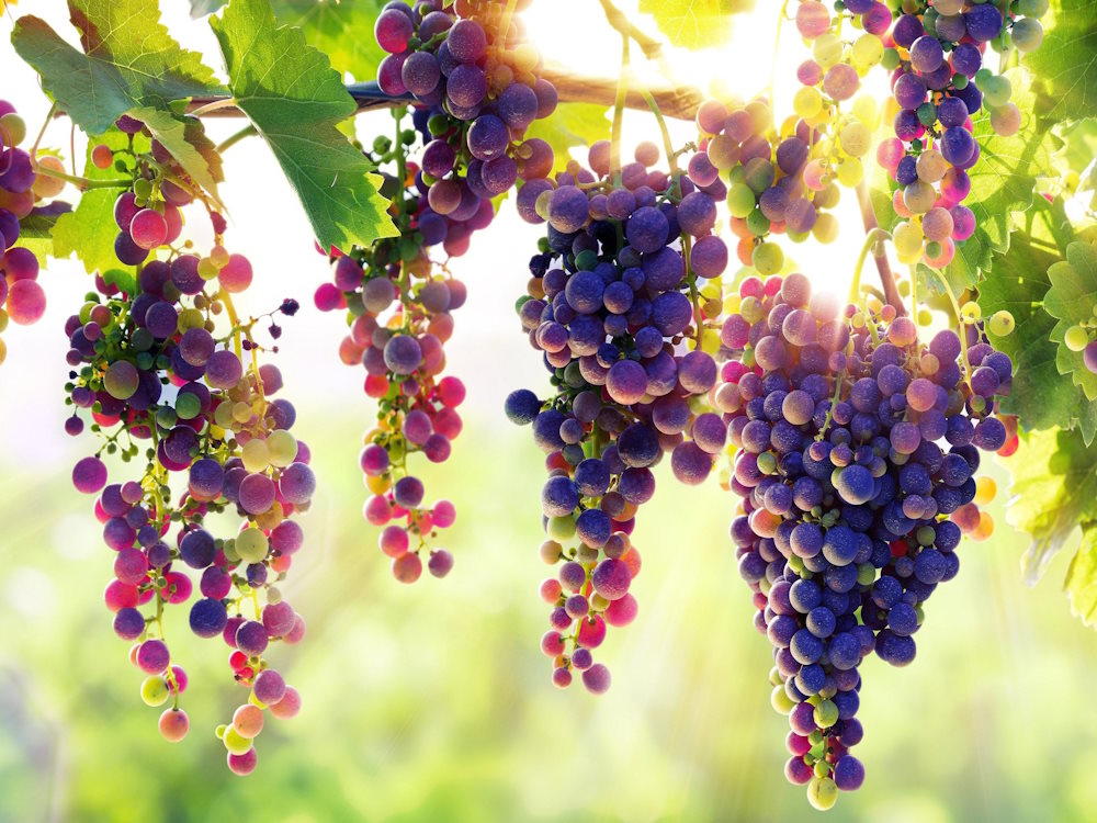 Winemaking